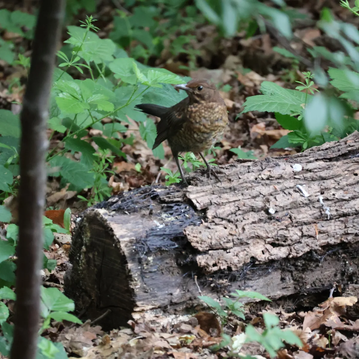 Waargenomen Merel