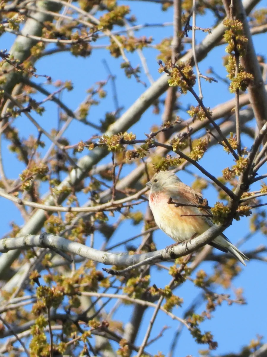 Spotted Eurasian Linnet