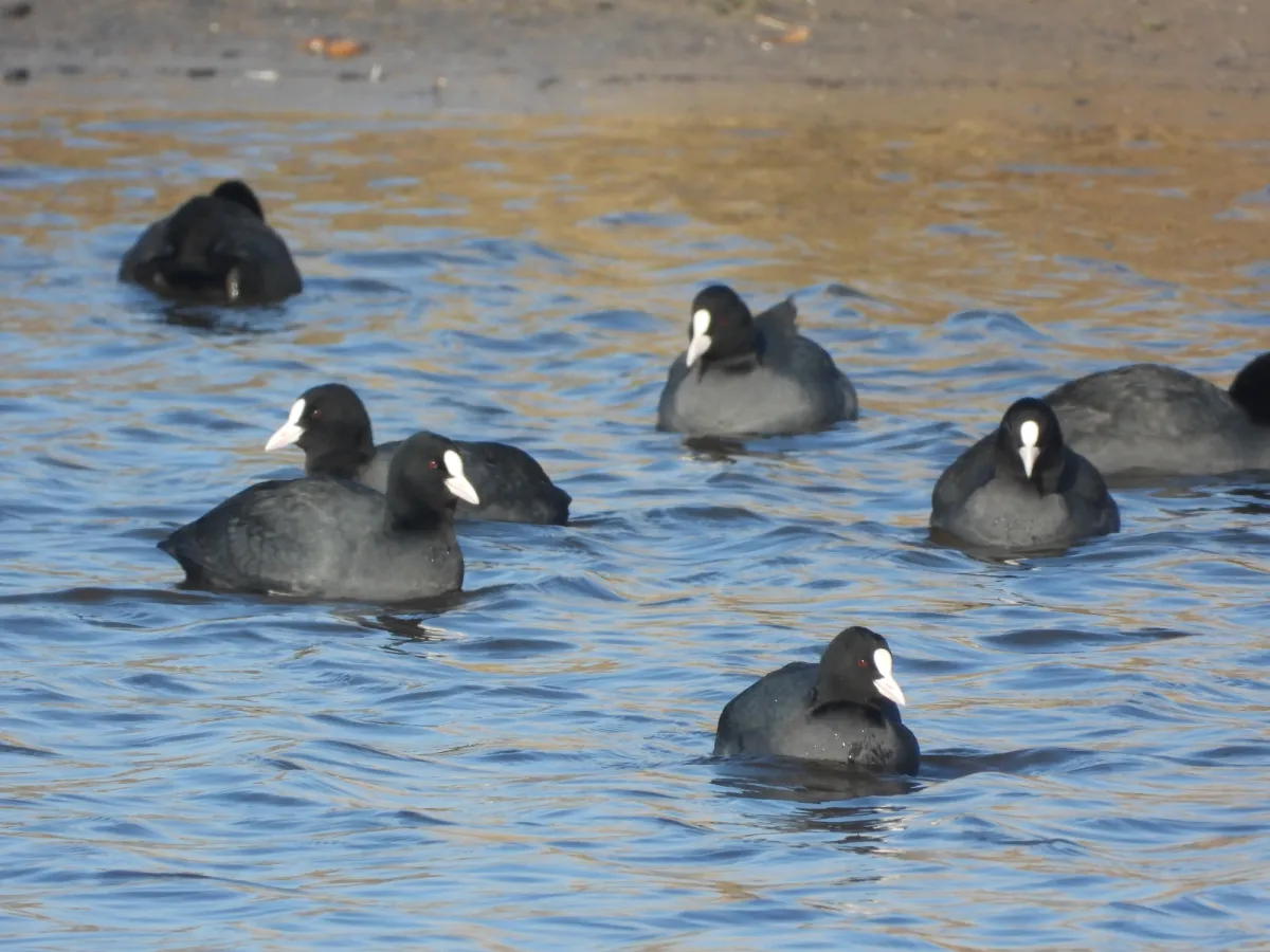Spotted Eurasian Coot