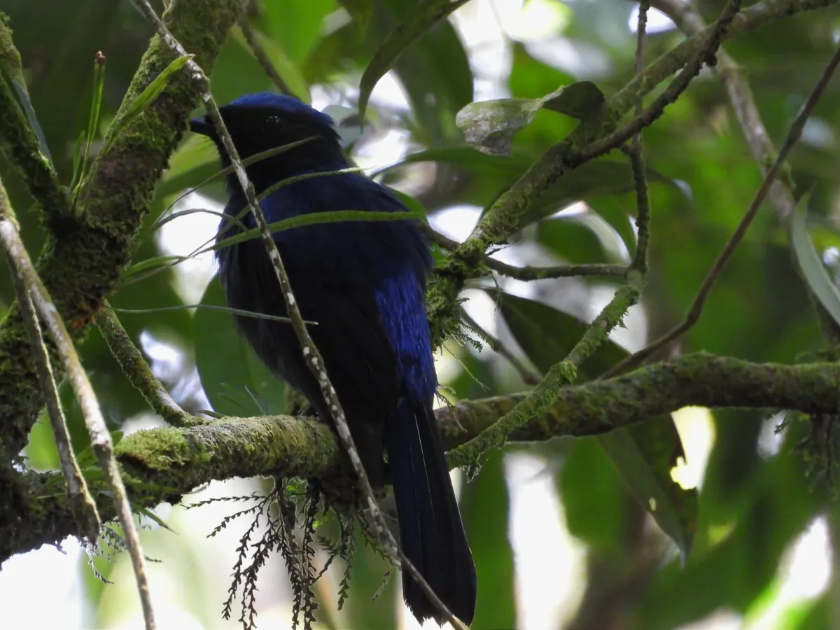 Gespotte Kobaltniltava