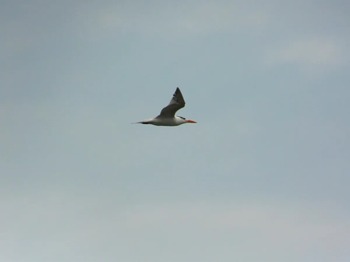 Spotted Royal Tern
