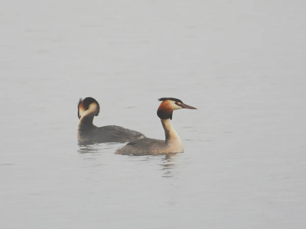 Spotted Great Crested Grebe