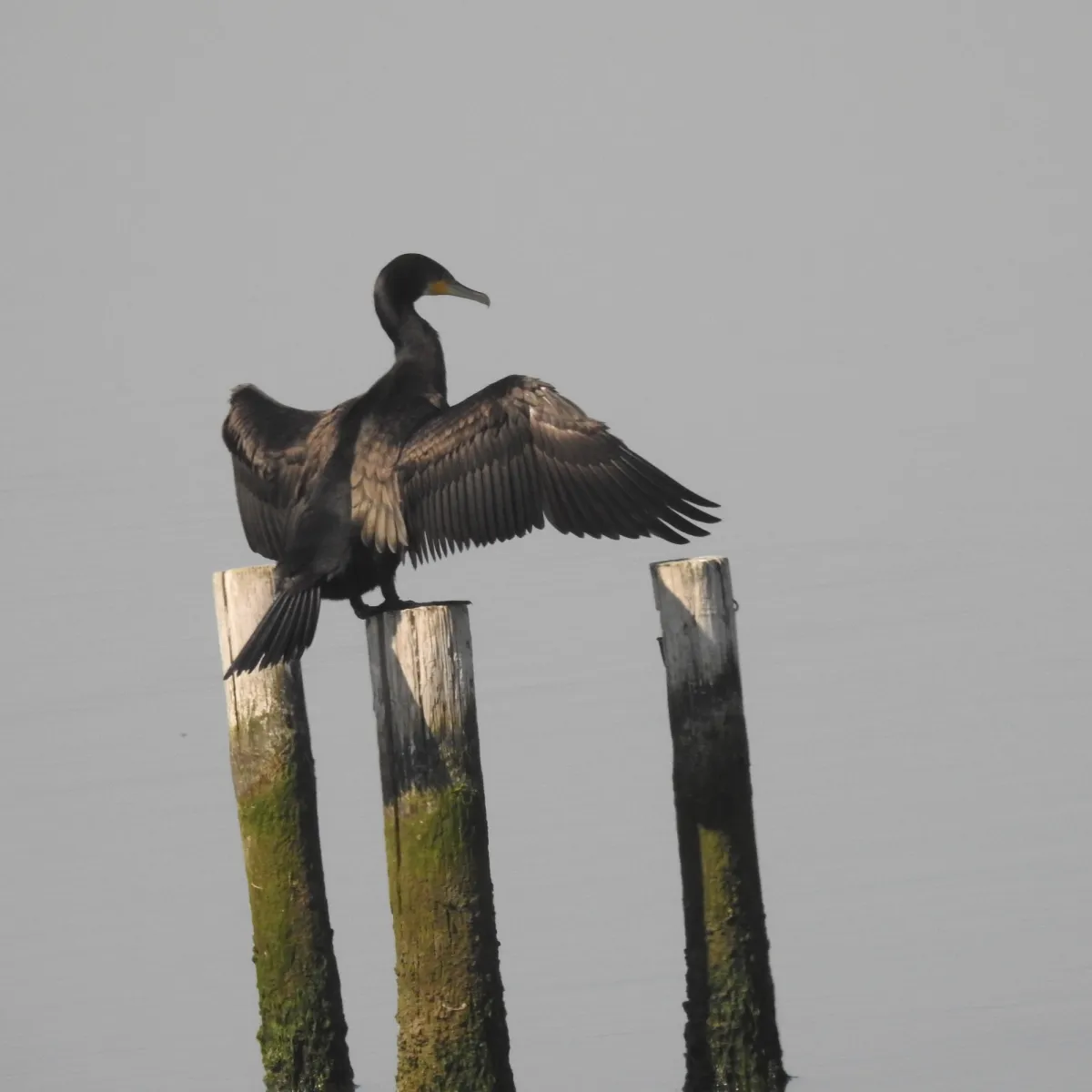 Spotted Great Cormorant