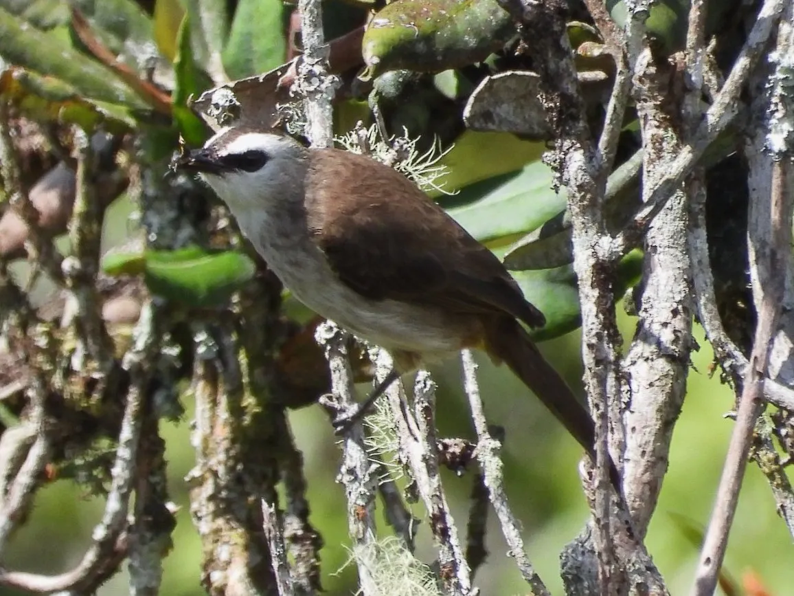 Gespotte Wenkbrauwbuulbuul