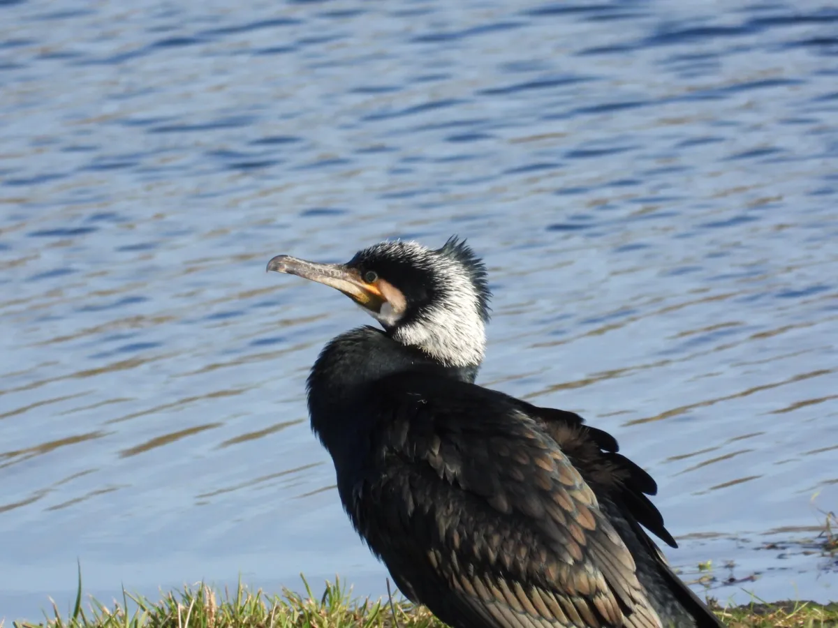 Gespotte Aalscholver