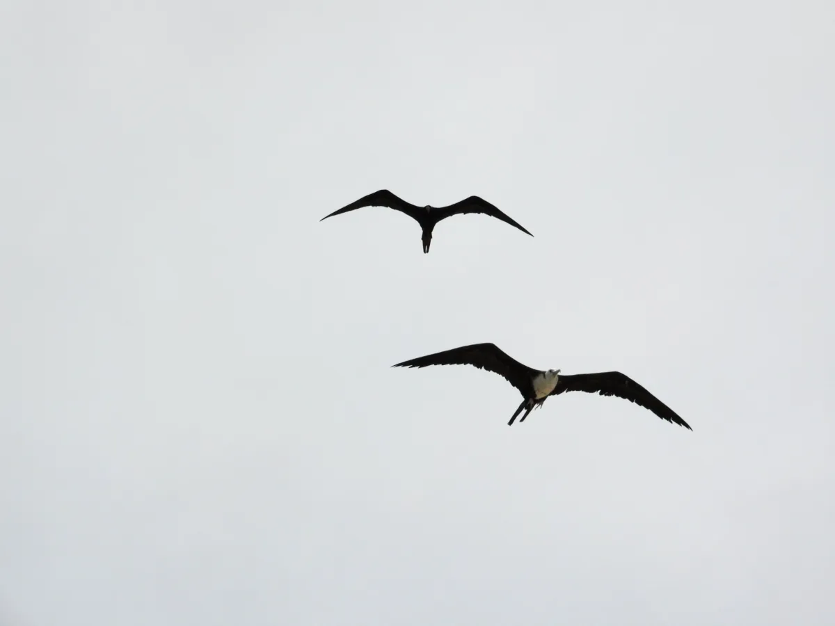 Waargenomen Amerikaanse fregatvogel