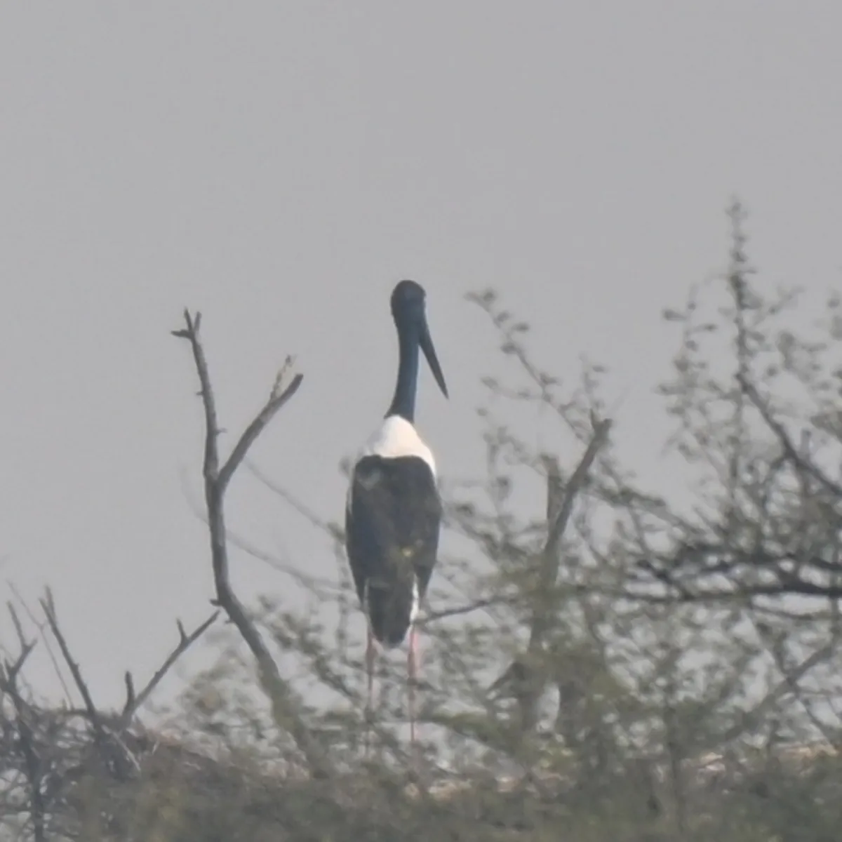 Spotted Black-necked Stork