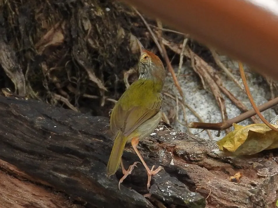 Spotted Common Tailorbird