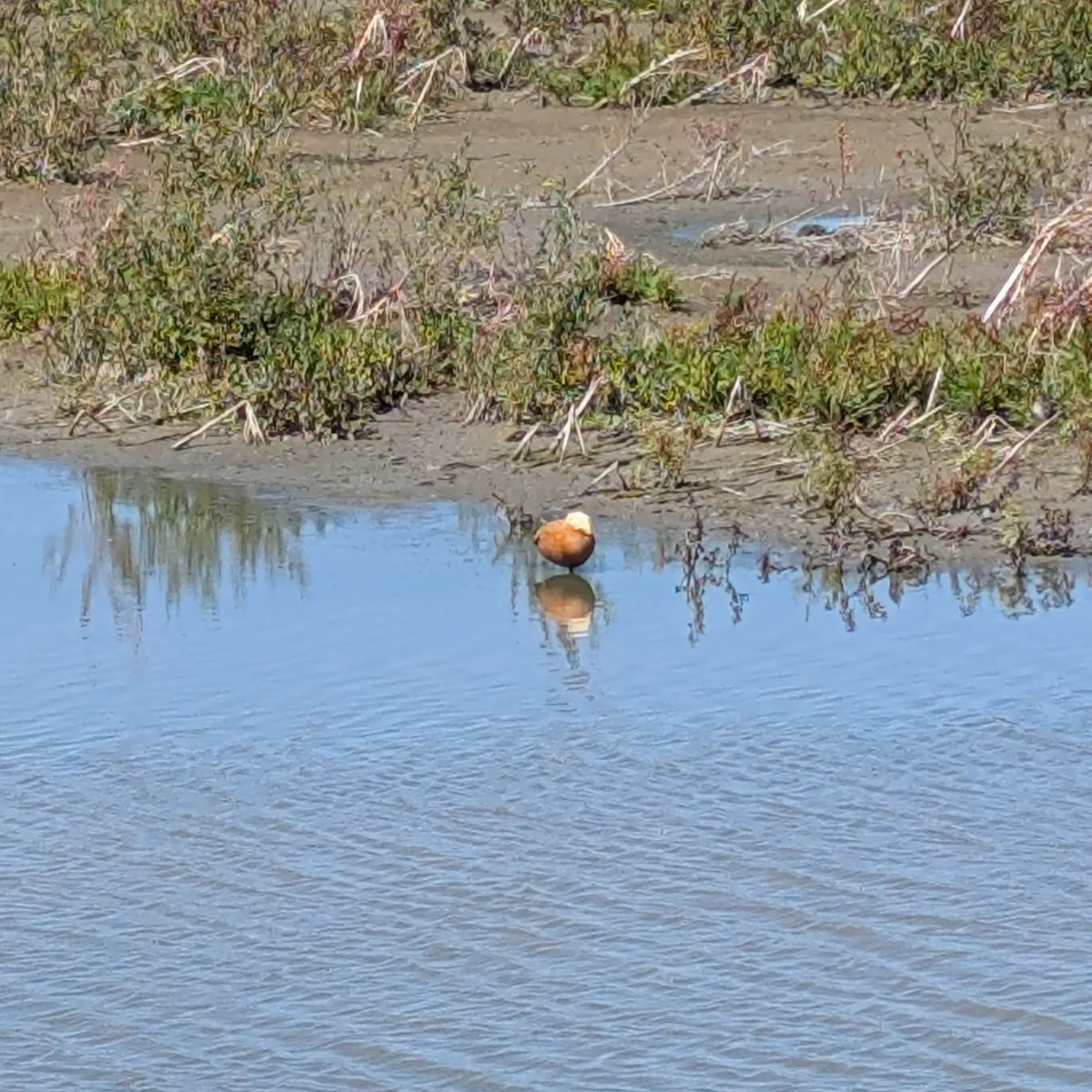 Spotted Ruddy Shelduck