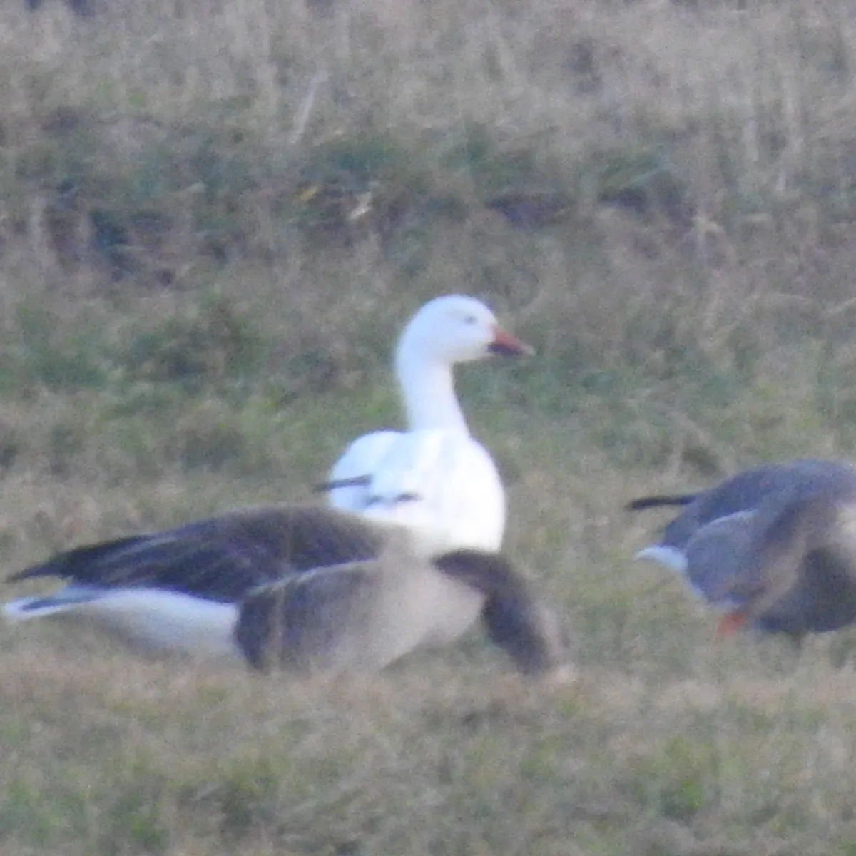 Spotted Snow Goose