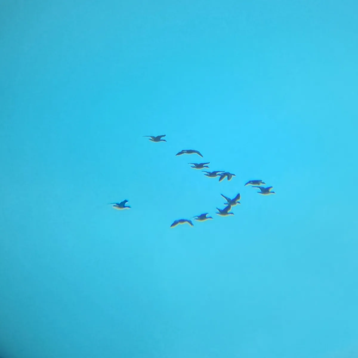 Spotted Greater White-fronted Goose