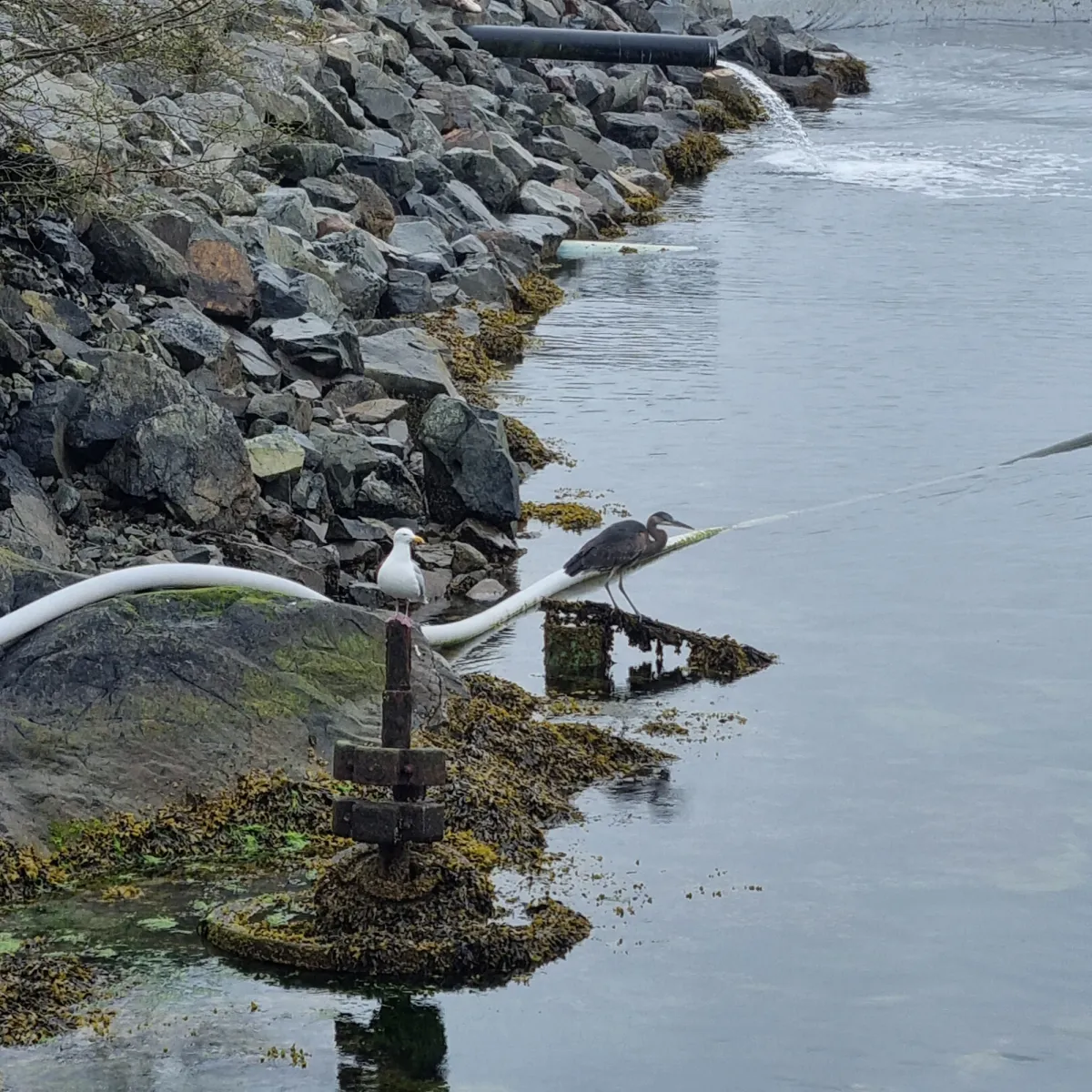Spotted Great Blue Heron