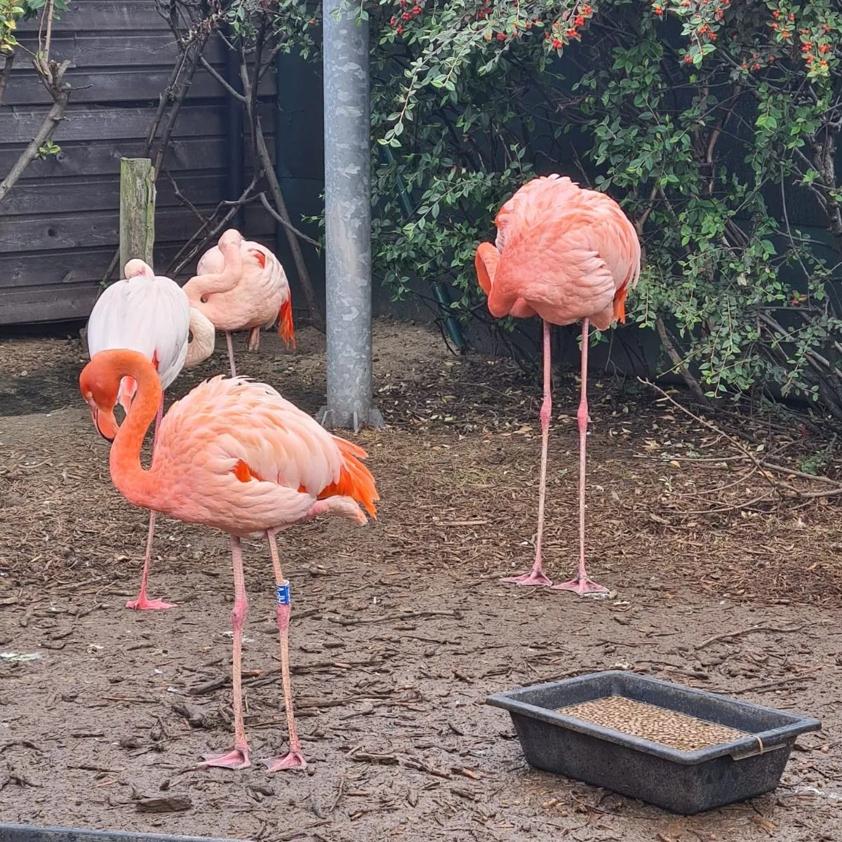 Spotted American Flamingo