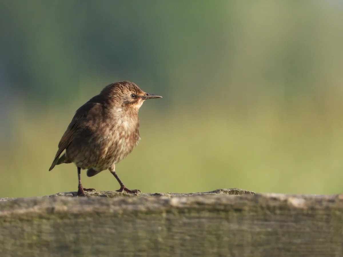 Spotted European Starling