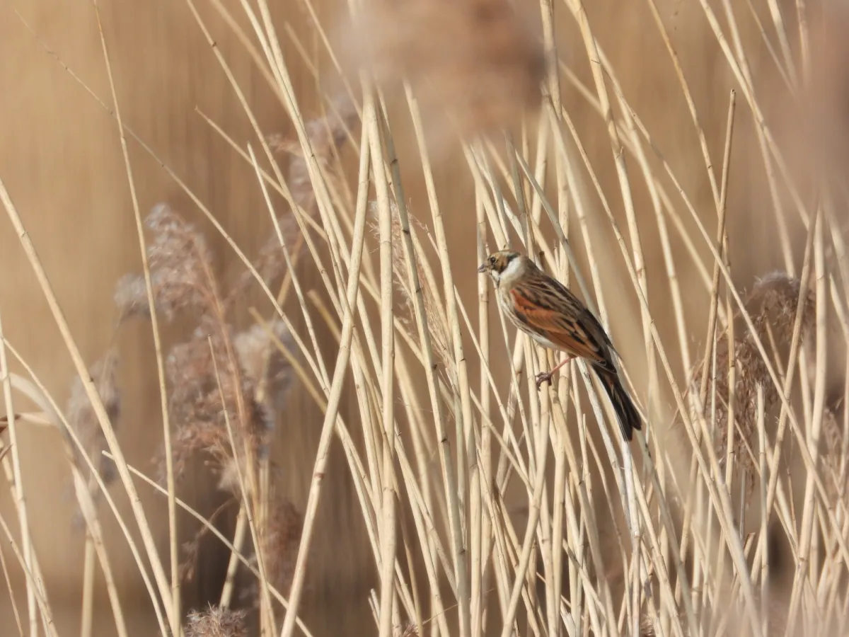 Spotted Reed Bunting