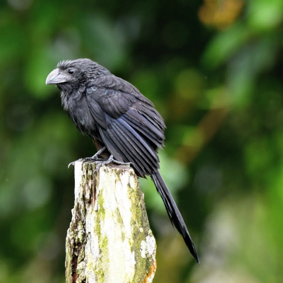 Spotted Groove-billed Ani