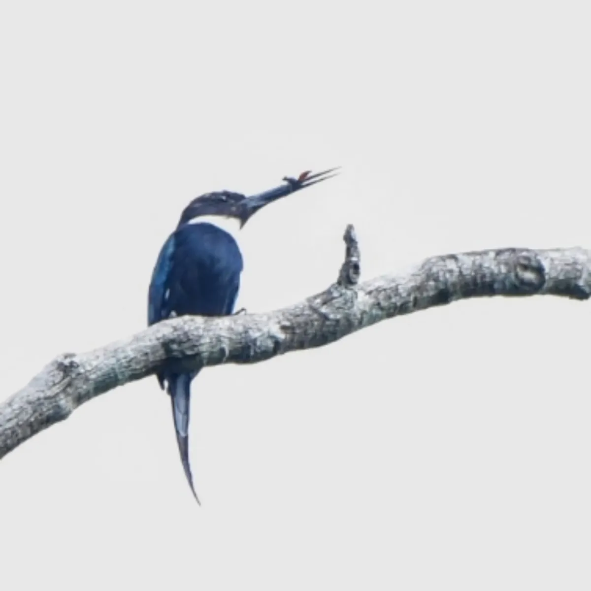 Spotted Paradise Jacamar