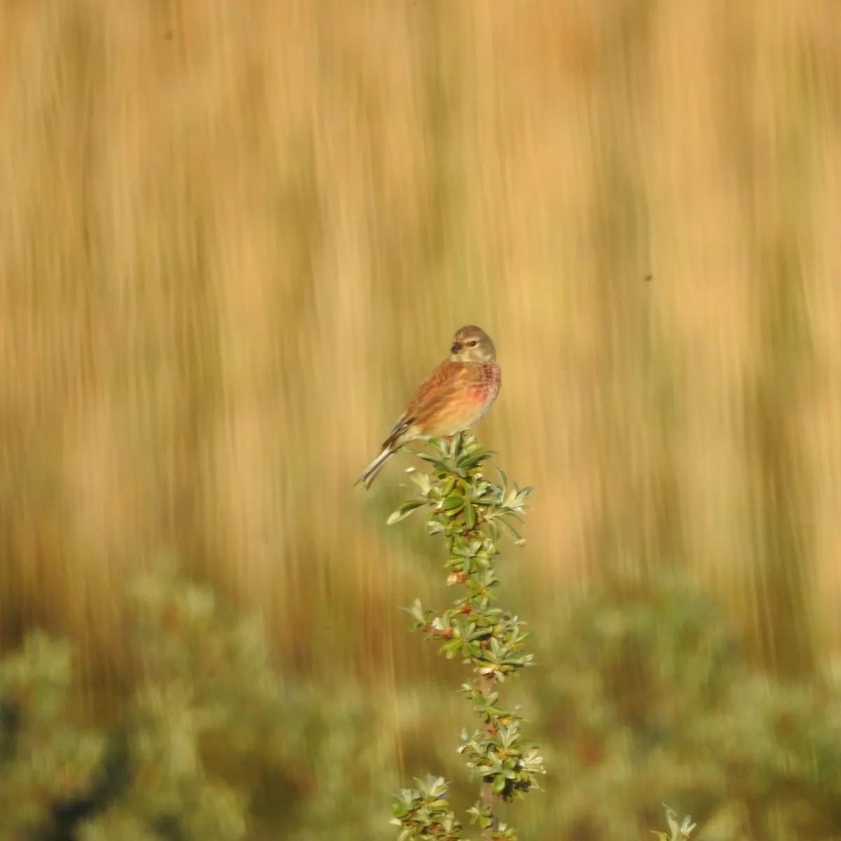 Spotted Eurasian Linnet
