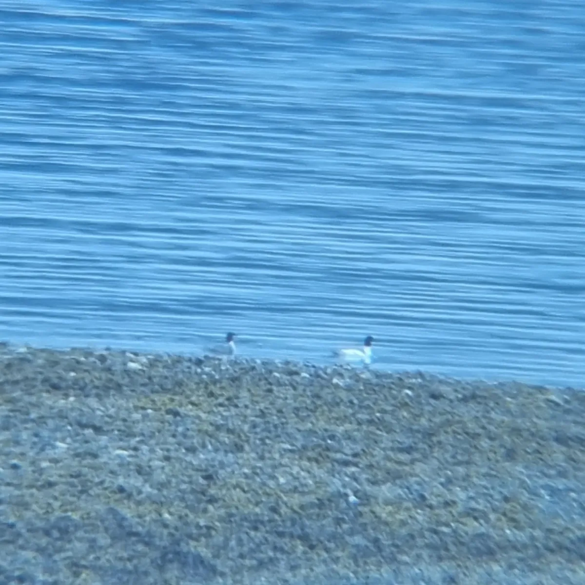 Spotted Common Merganser