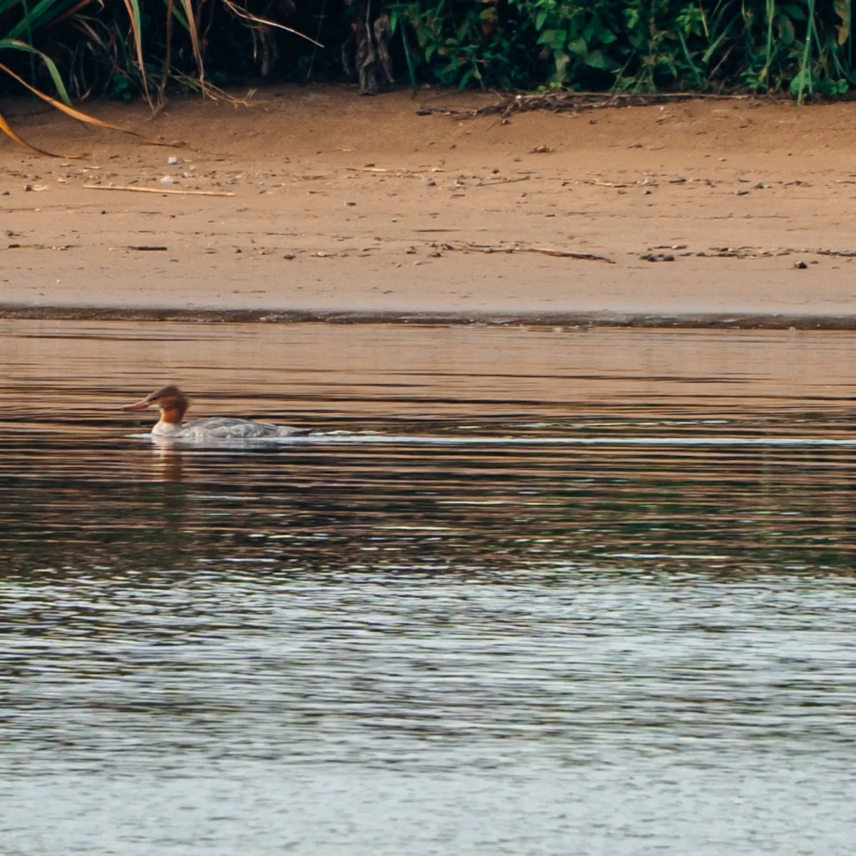 Spotted Common Merganser