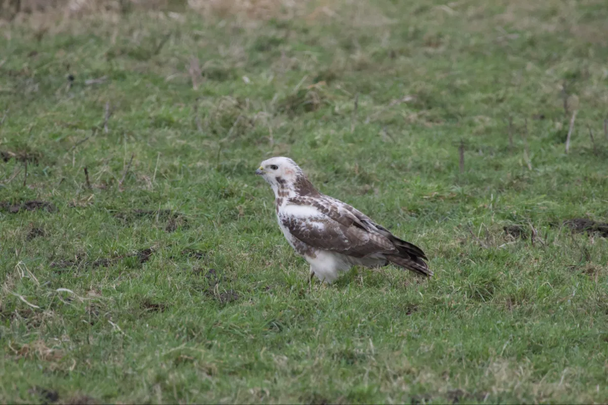 Gespotte Buizerd