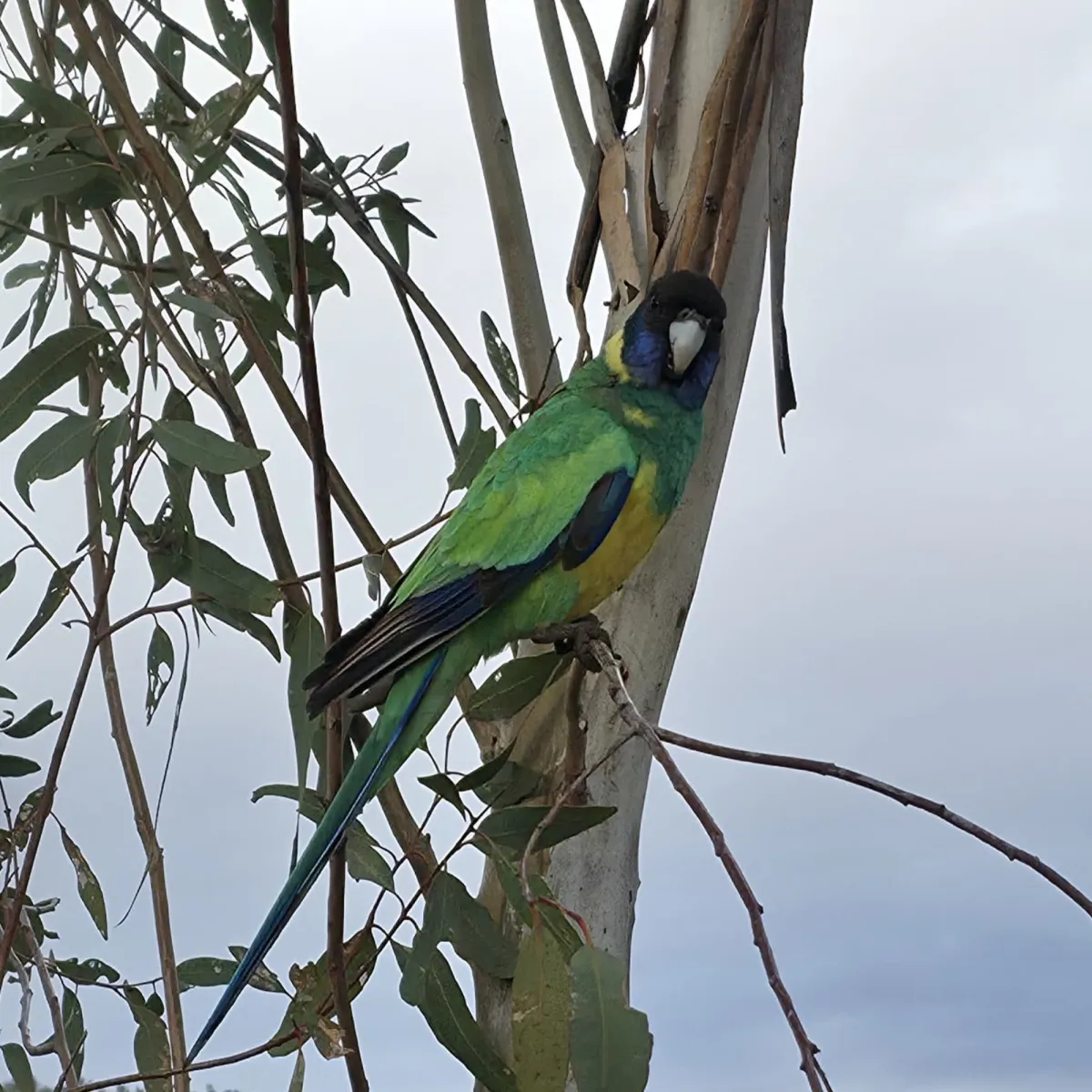 Gespotte Port-Lincolnparkiet