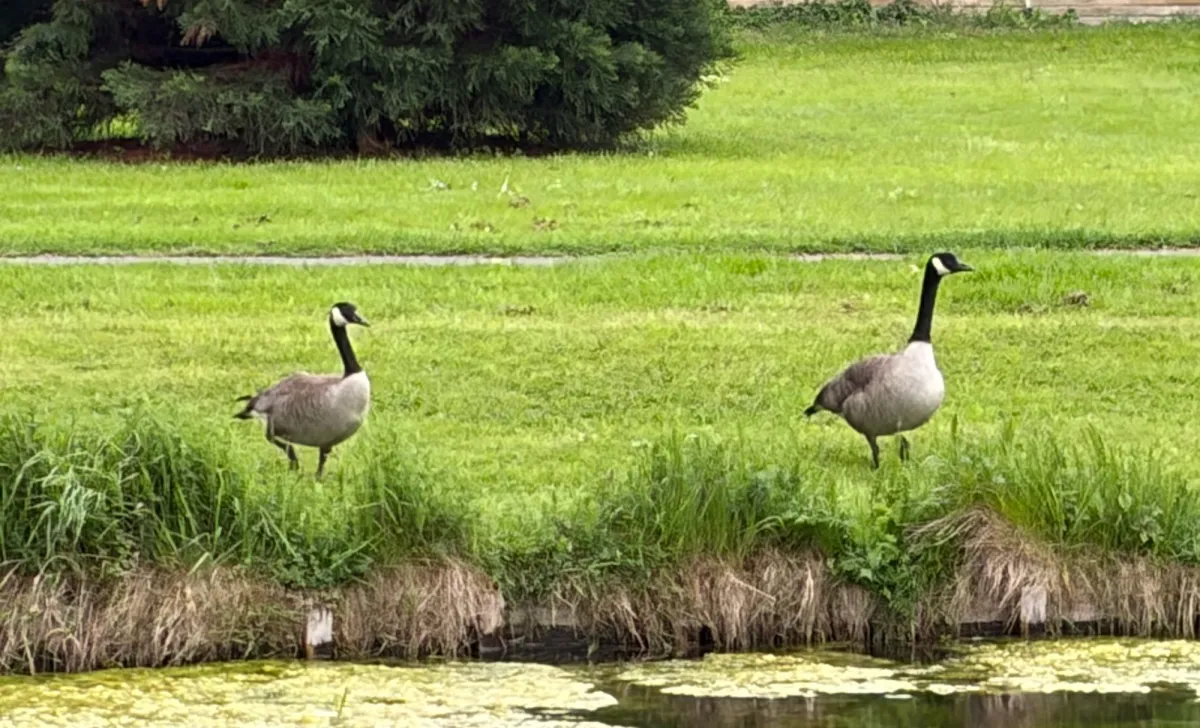 Waargenomen Grote Canadese gans