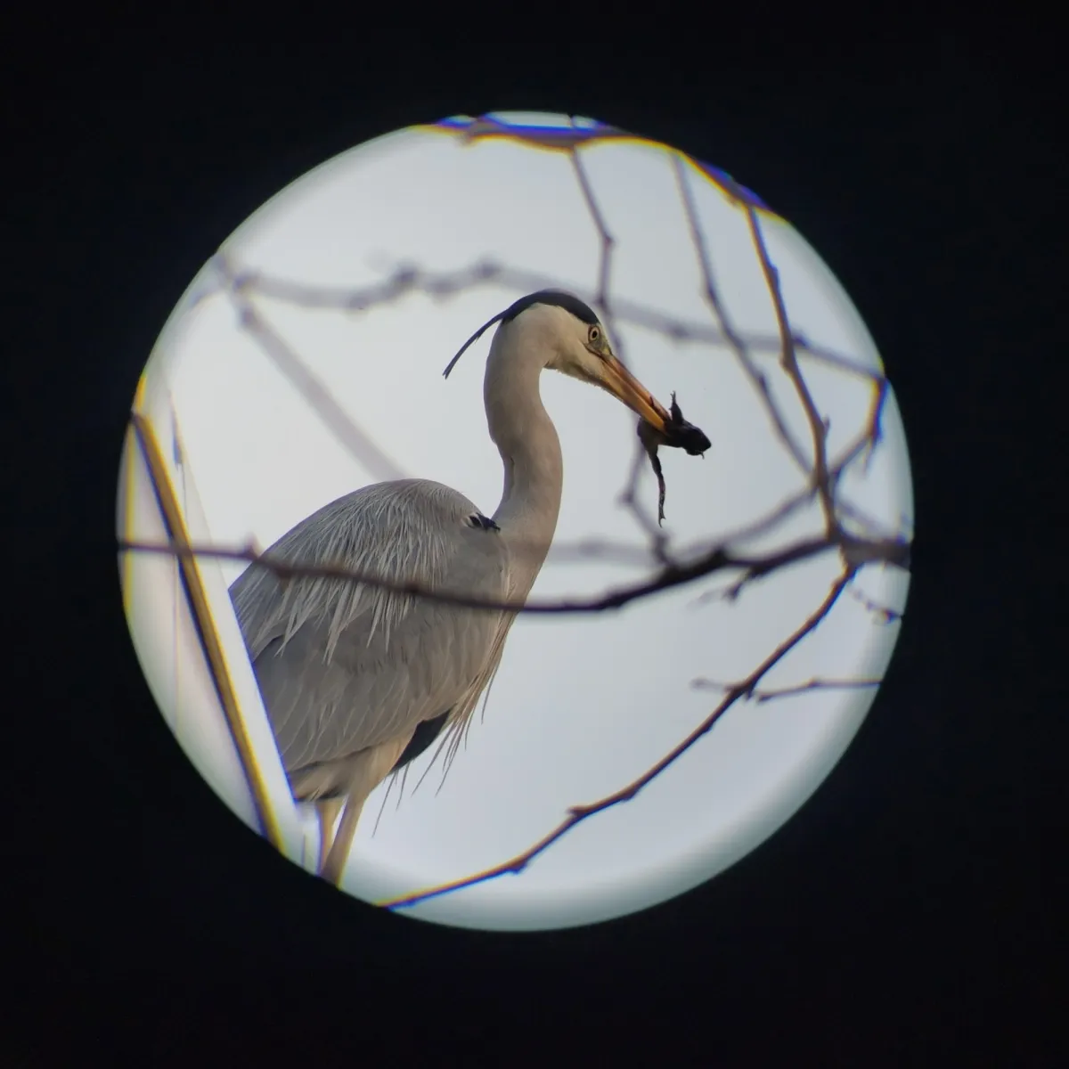Gespotte Blauwe reiger