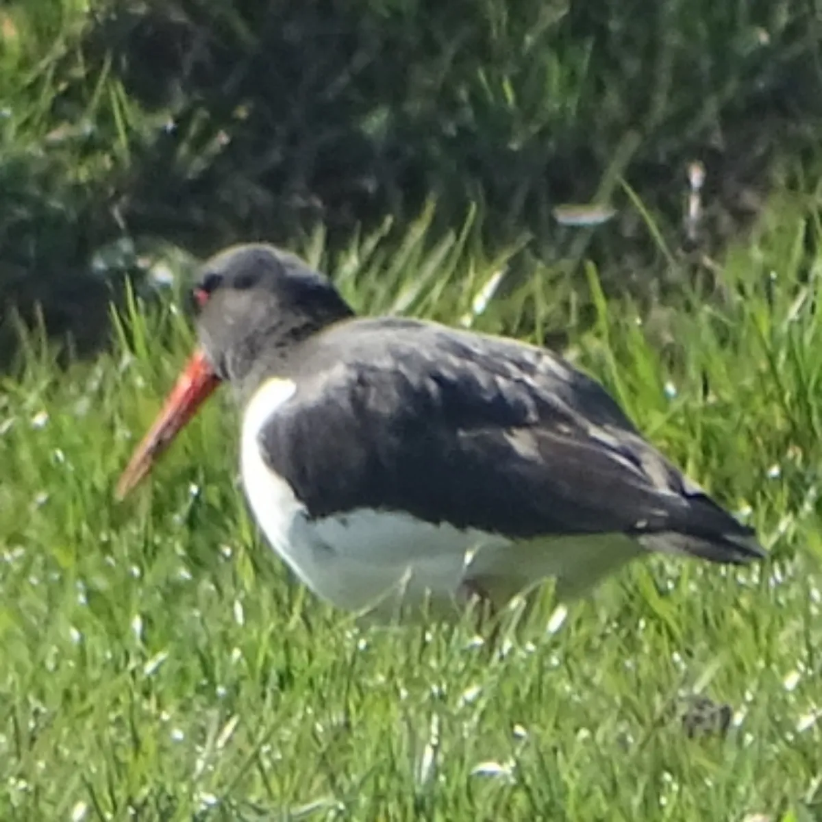 Spotted Eurasian Oystercatcher