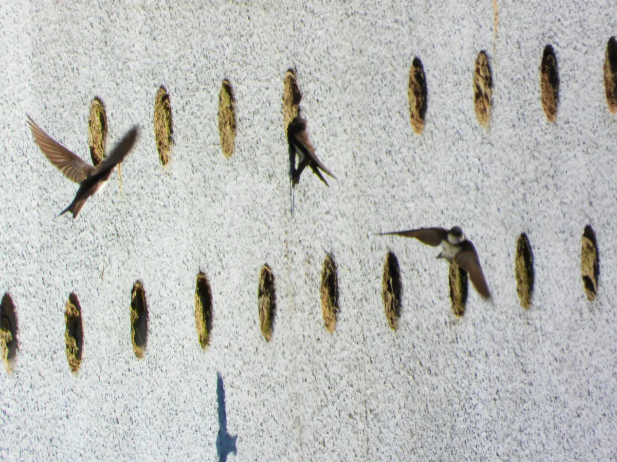 Gespotte Oeverzwaluw