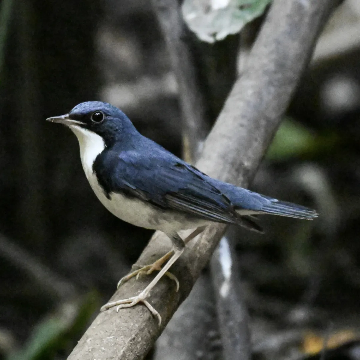 Gespotte Blauwe nachtegaal