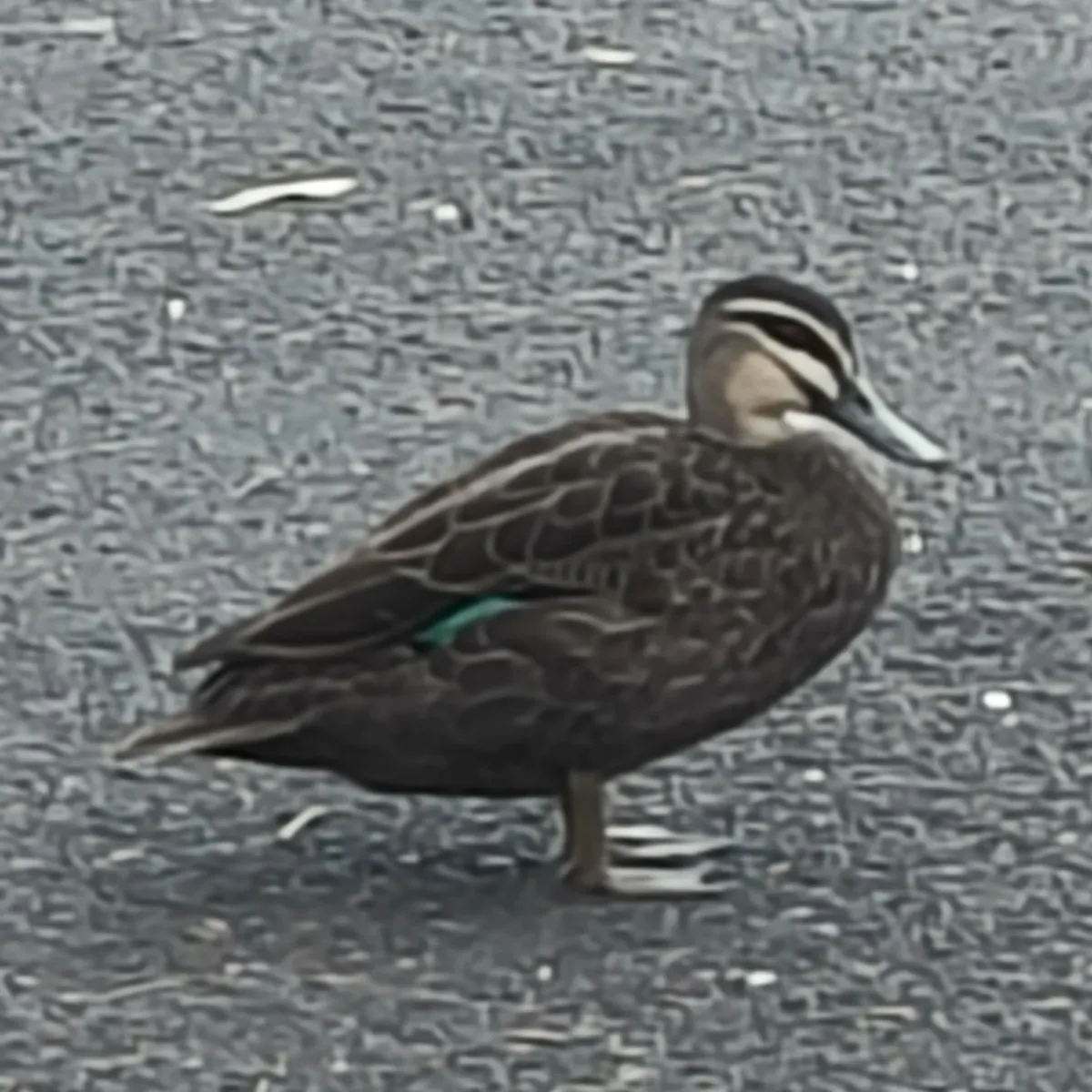 Spotted Pacific Black Duck