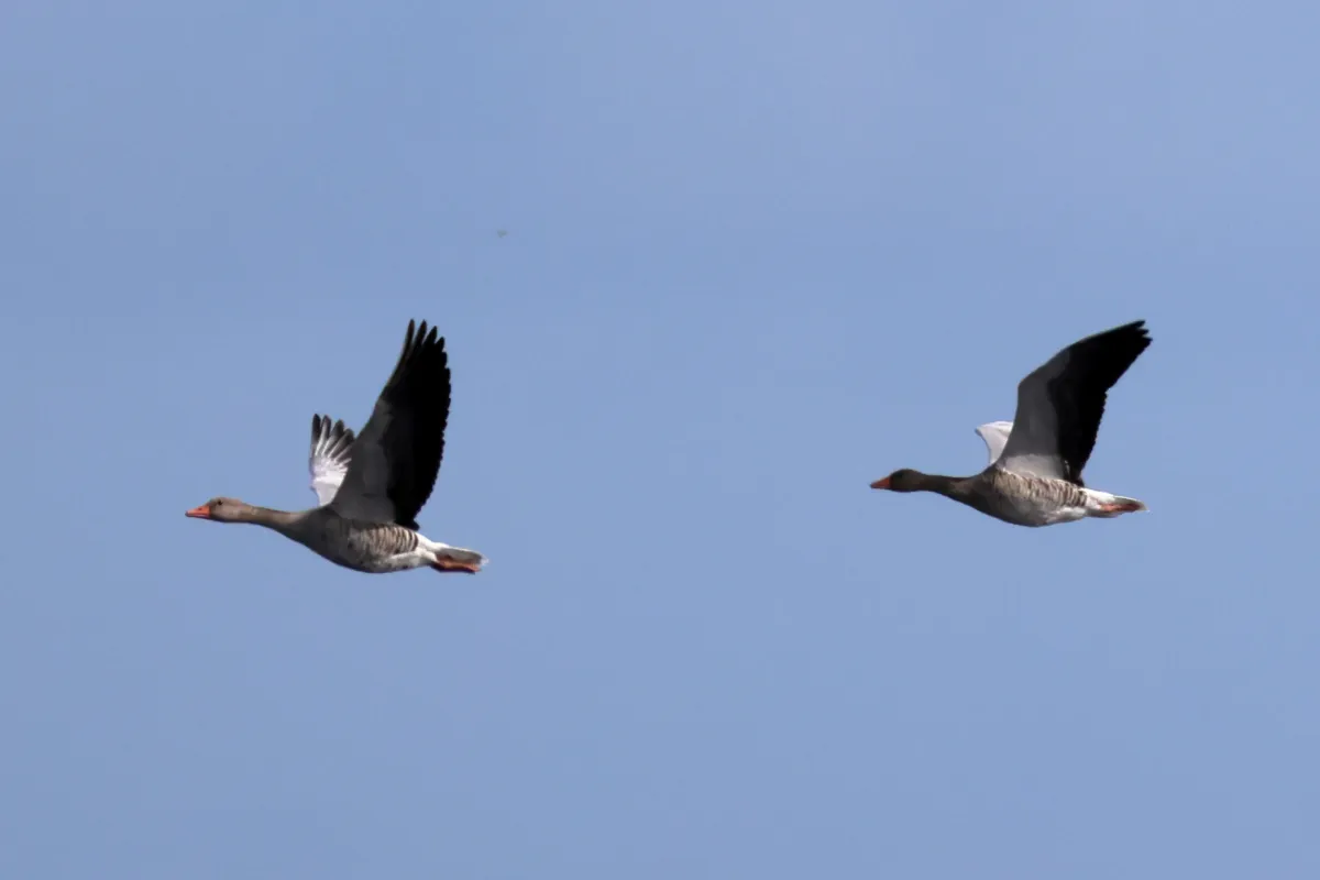 Waargenomen Grauwe gans