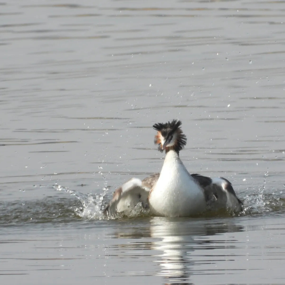 Spotted Great Crested Grebe