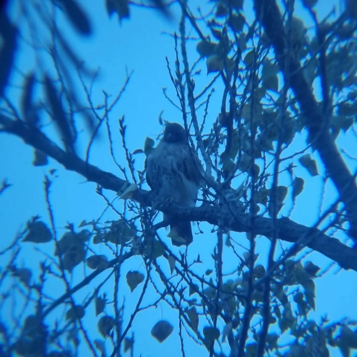 Waargenomen Roodstaartbuizerd