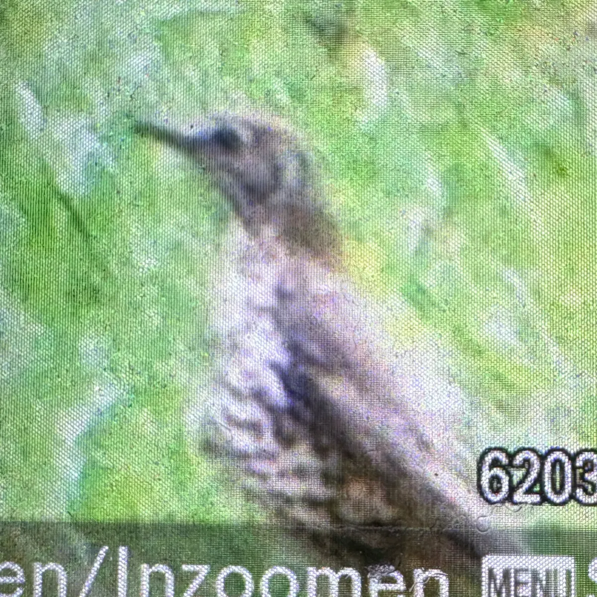 Spotted Mistle Thrush