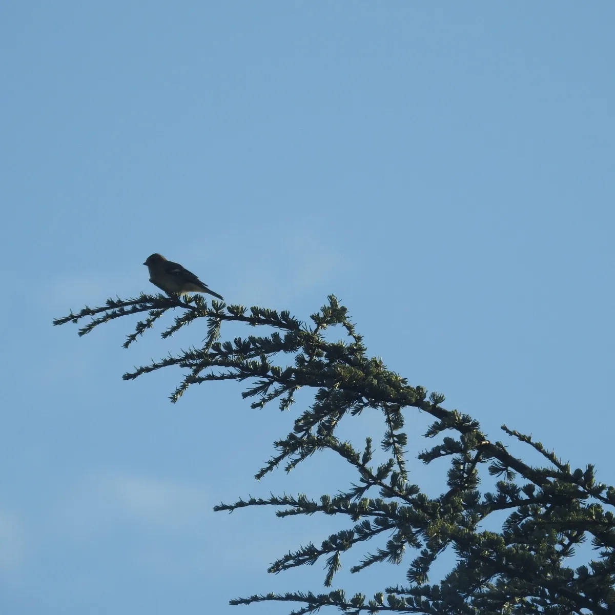 Spotted Common Chaffinch