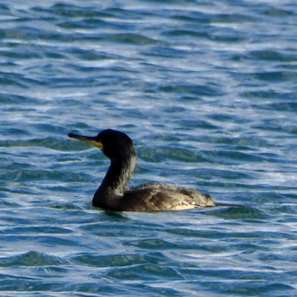 Spotted European Shag