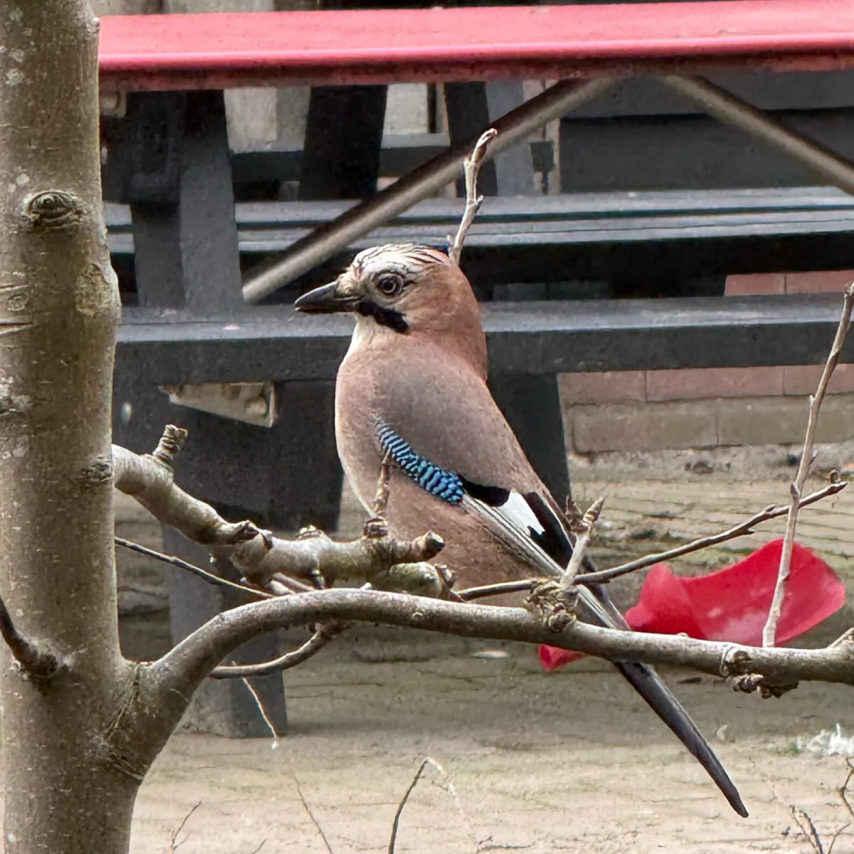 Spotted Eurasian Jay
