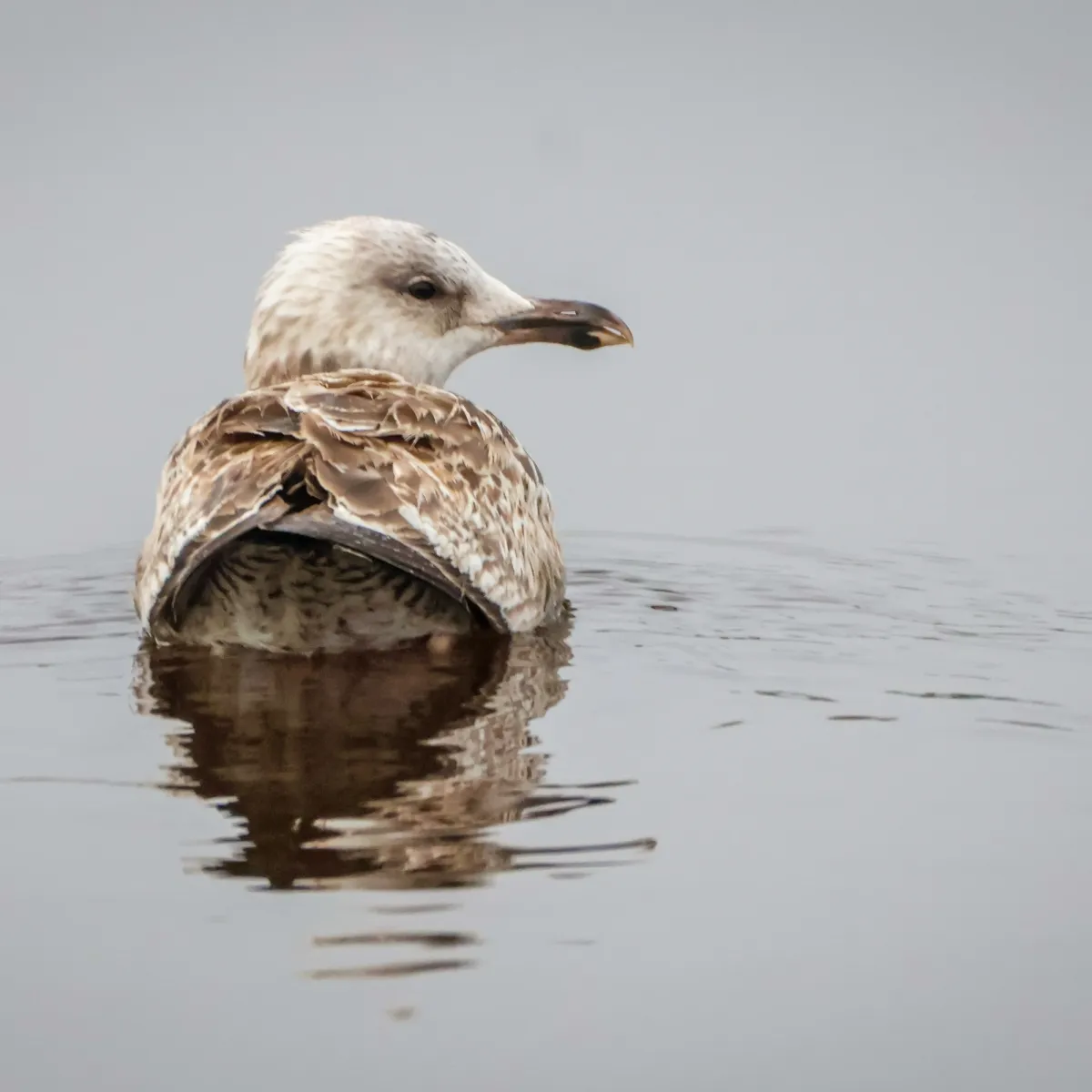Gespotte Zilvermeeuw