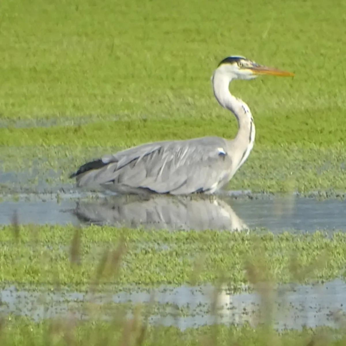 Waargenomen Blauwe reiger