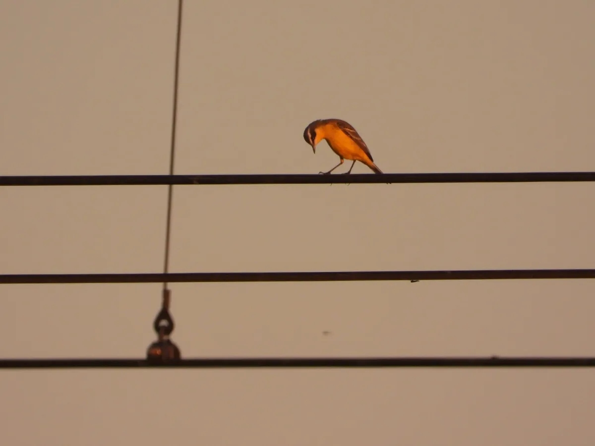 Gespotte Grote gele kwikstaart