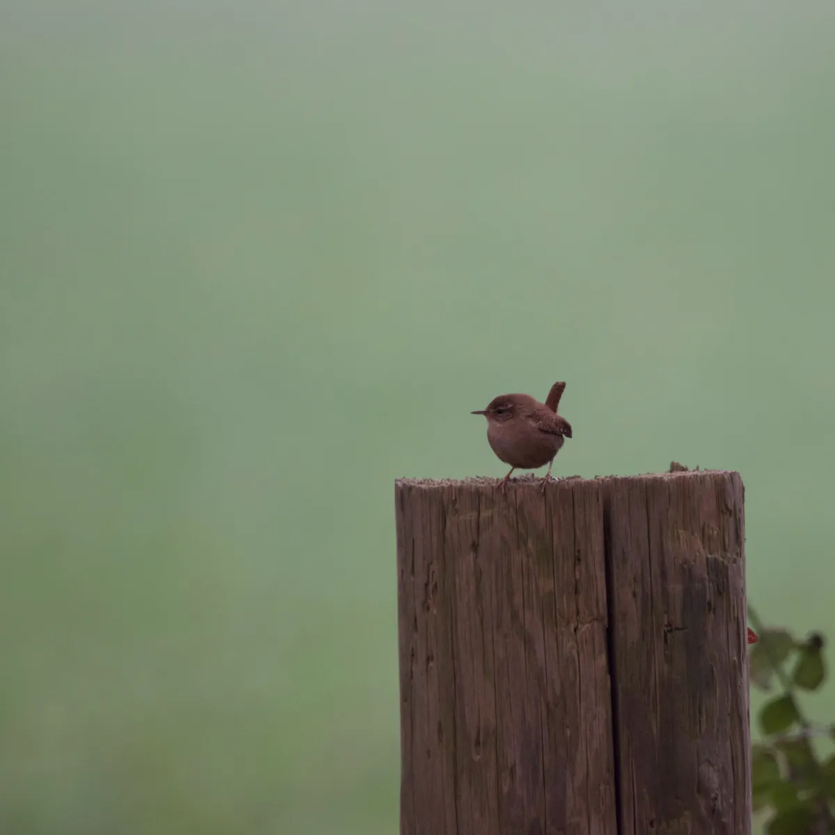Gespotte Winterkoning