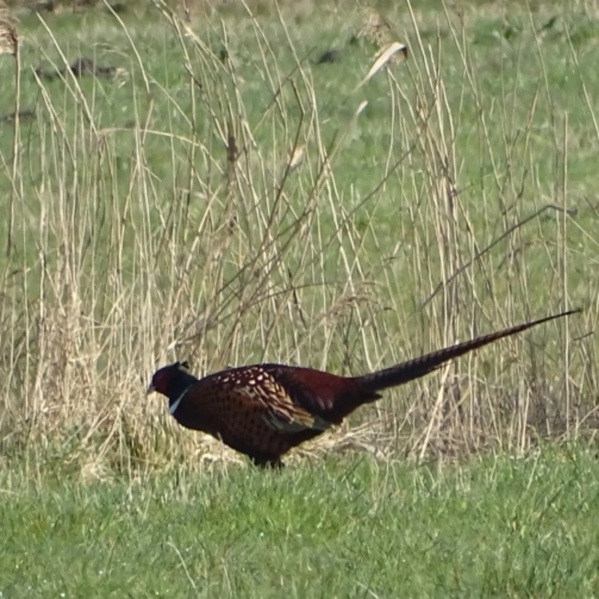 Spotted Ring-necked Pheasant