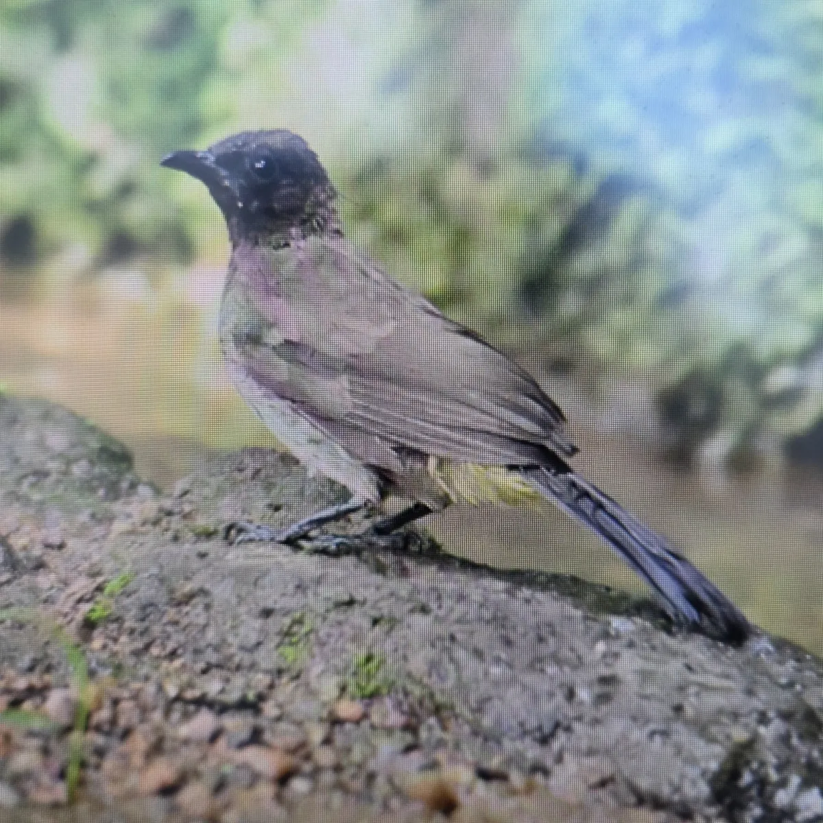 Spotted Common Bulbul