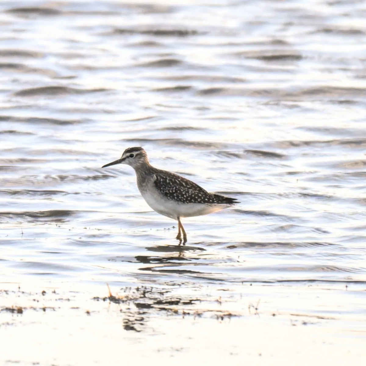 Spotted Wood Sandpiper