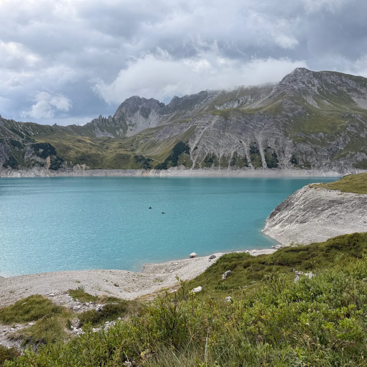 Waargenomen Alpenkauw