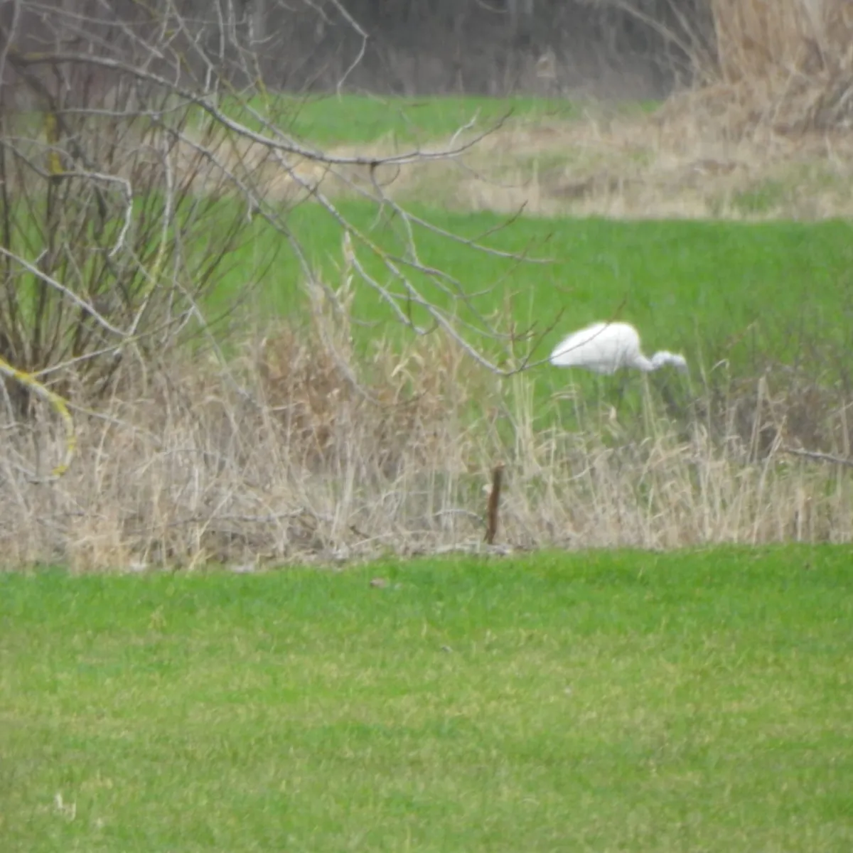 Gespotte Grote zilverreiger
