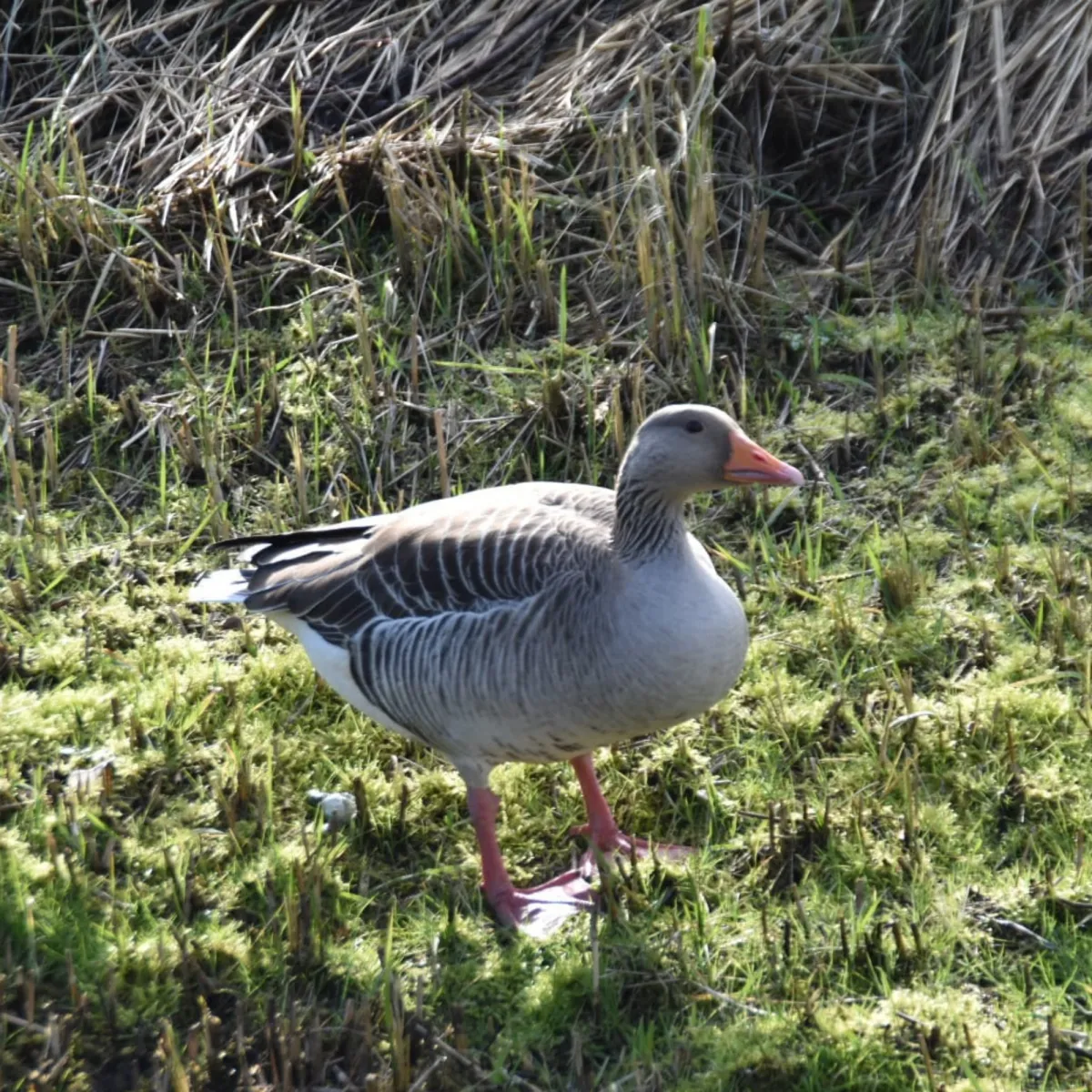 Gespotte Grauwe gans