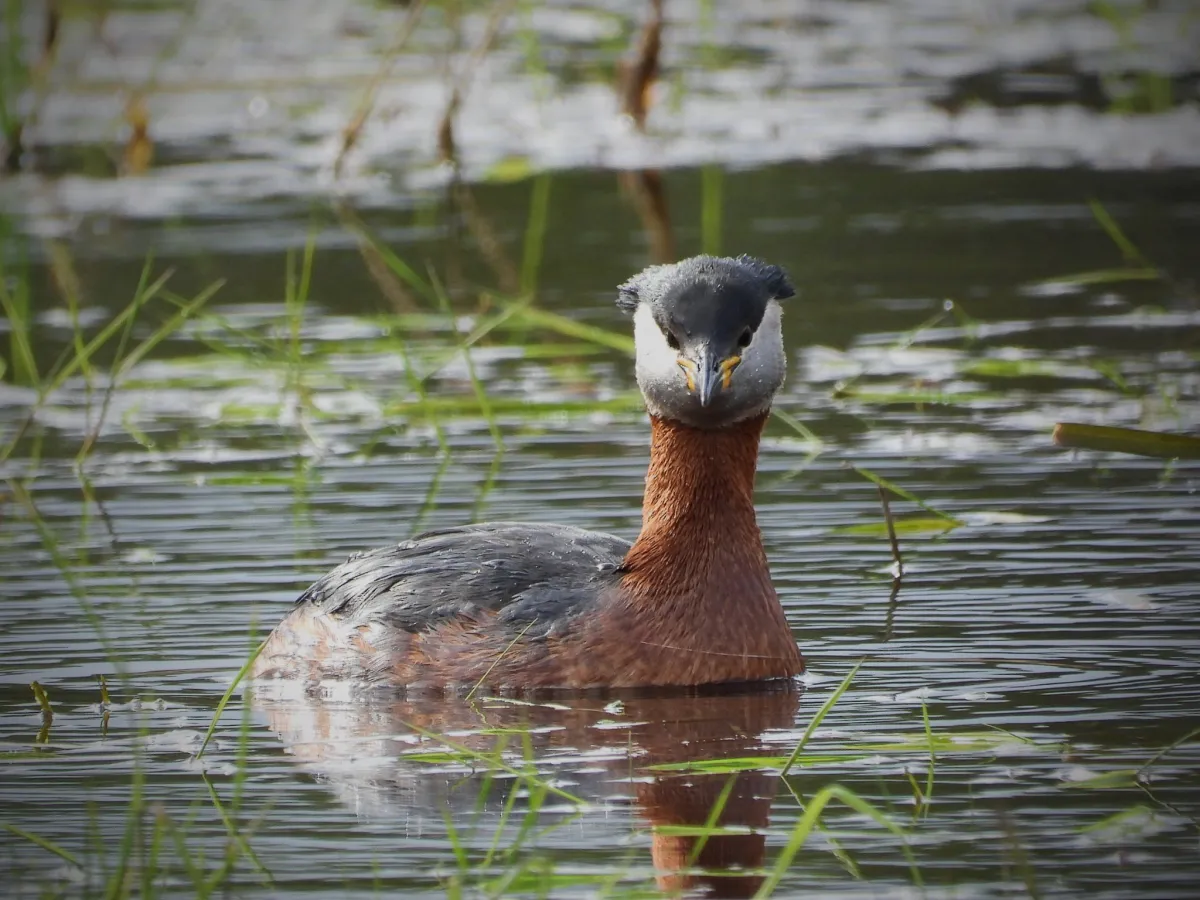 Gespotte Roodhalsfuut